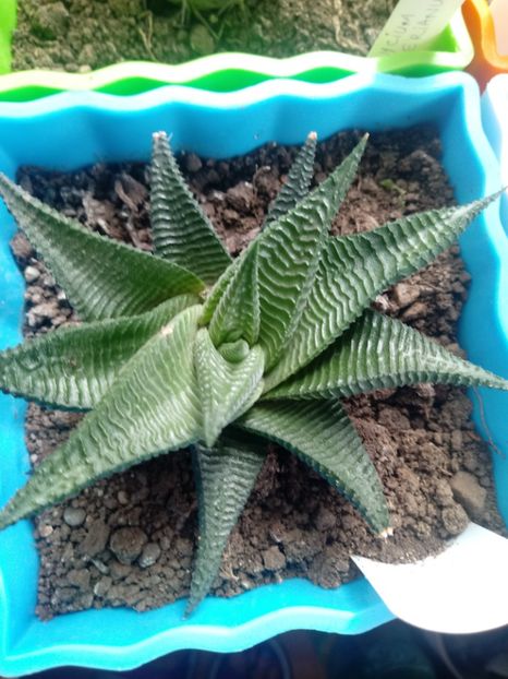 Haworthia Limifolia - Haworthia