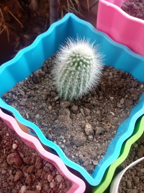  - Cactusi