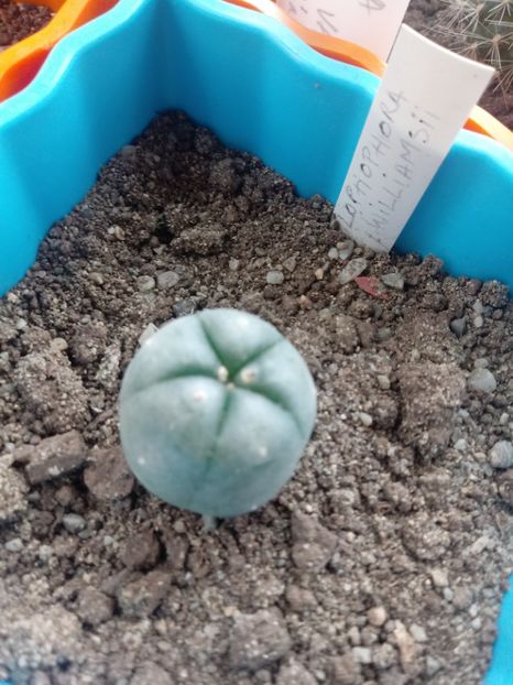 Lophophora Williamsii - Cactusi