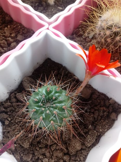 Rebutia Kupperiana - Cactusi