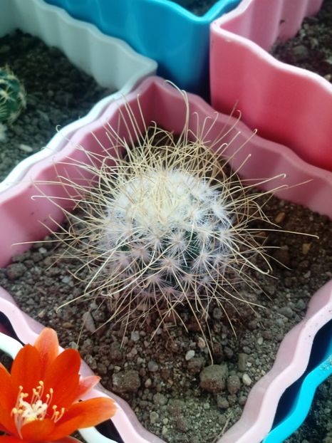 Mammillaria Rekoi ssp Leptacantha - Mammillaria