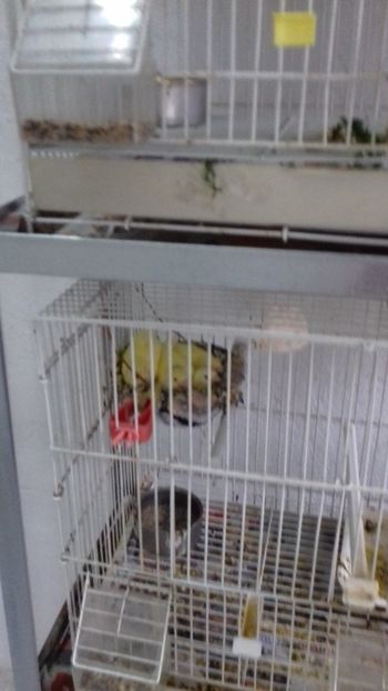20180617_152000[1] - Malinois 2018 si Pui Hibrid sticlete - canarita