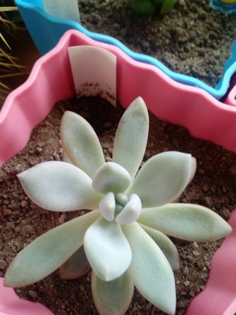 Pachyveria Blue Pearl - Echeveria si alte suculente asemanatoare