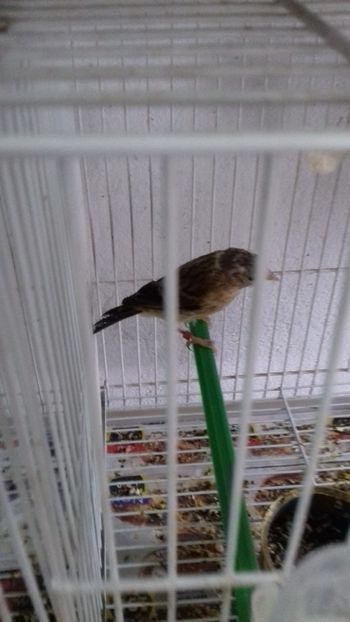 20180617_151809[1] - Malinois 2018 si Pui Hibrid sticlete - canarita