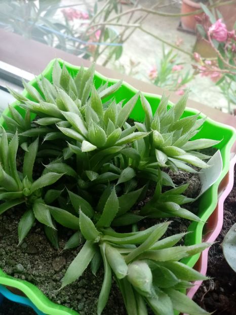 Haworthia Cooperii - Haworthia