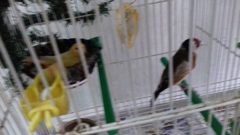 20180617_151739[1] - Malinois 2018 si Pui Hibrid sticlete - canarita