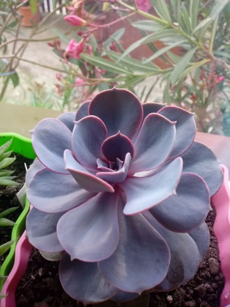 Echeveria magical red - Echeveria si alte suculente asemanatoare