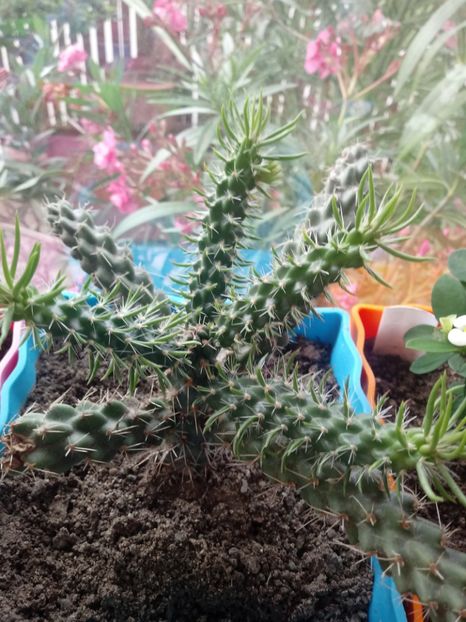 Cylindropuntia Imbricata - Cactusi