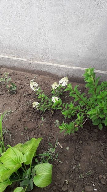 Hortensia Fraise vanille - Hortensii