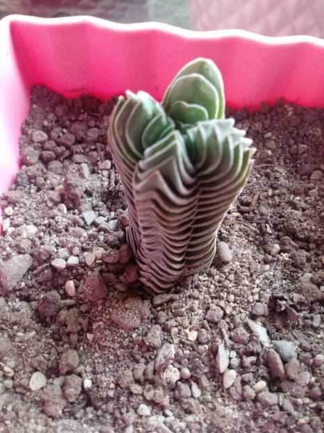 Crassula Buddha's Temple - Crassula