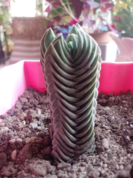 Crassula Buddha's Temple - Crassula