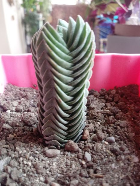 Crassula Buddha's Temple - Crassula