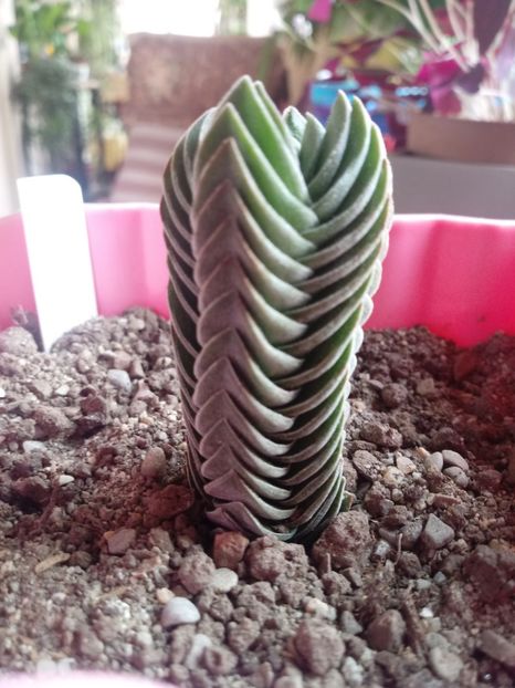 Crassula Buddha's Temple - Crassula