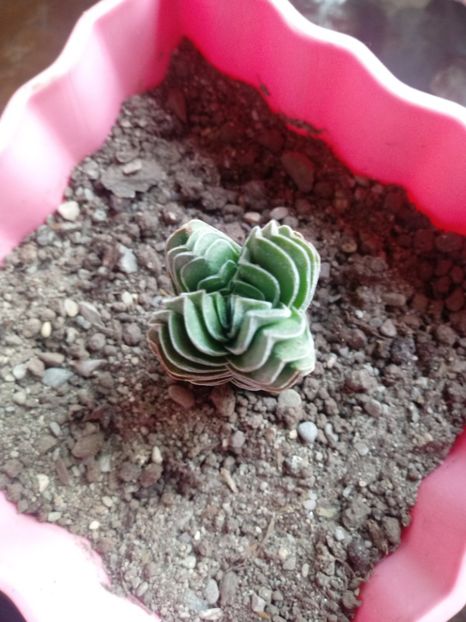 Crassula Buddha's Temple - Crassula