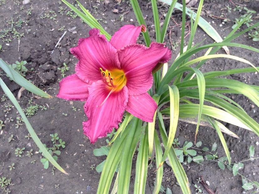 Summer wine - Hemerocallis 2018