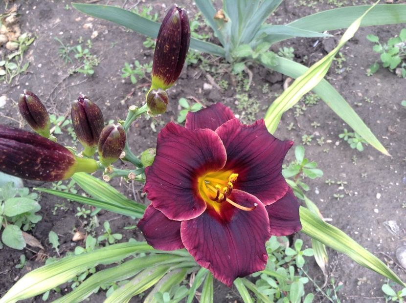 Obsidian - Hemerocallis 2018