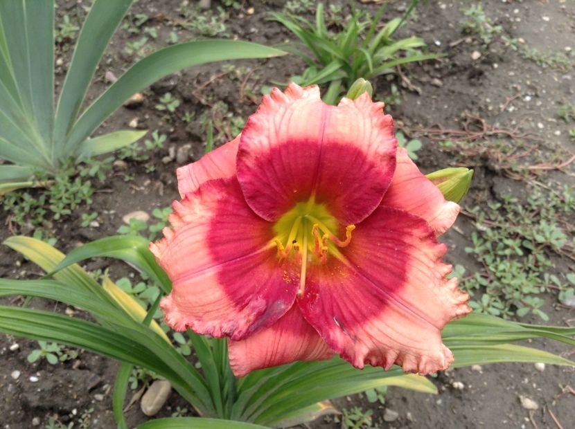 Hello screamer - Hemerocallis 2018