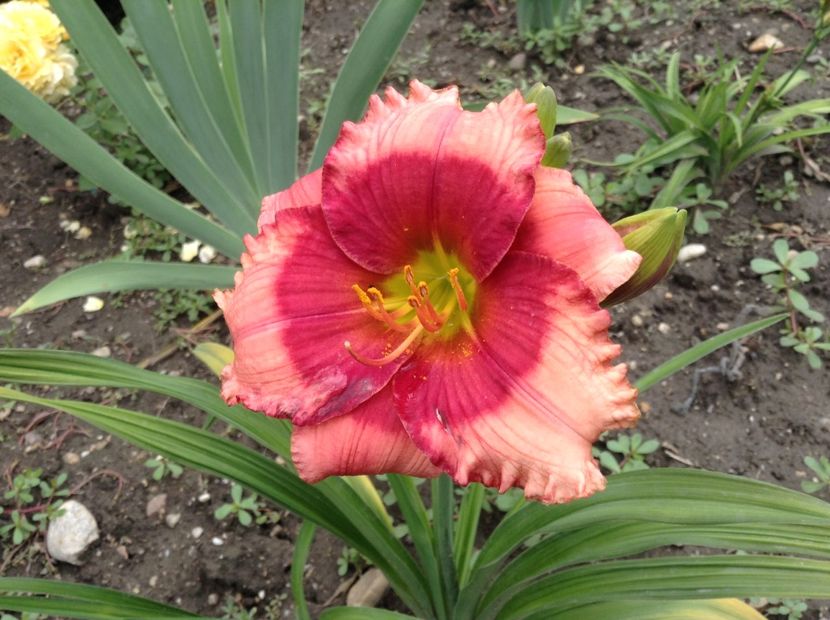 Hello screamer - Hemerocallis 2018