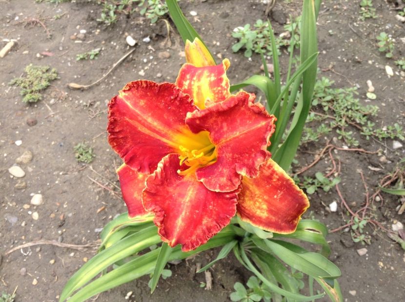 Siloam paul - Hemerocallis 2018