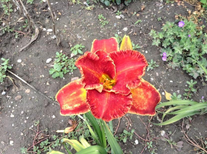 image - Hemerocallis 2018
