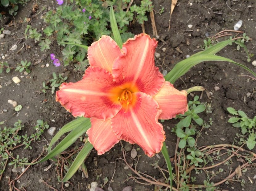 Pretty fancy - Hemerocallis 2018