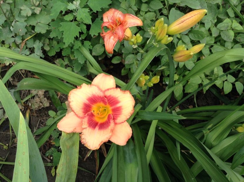 Strawberry candy - Hemerocallis 2018