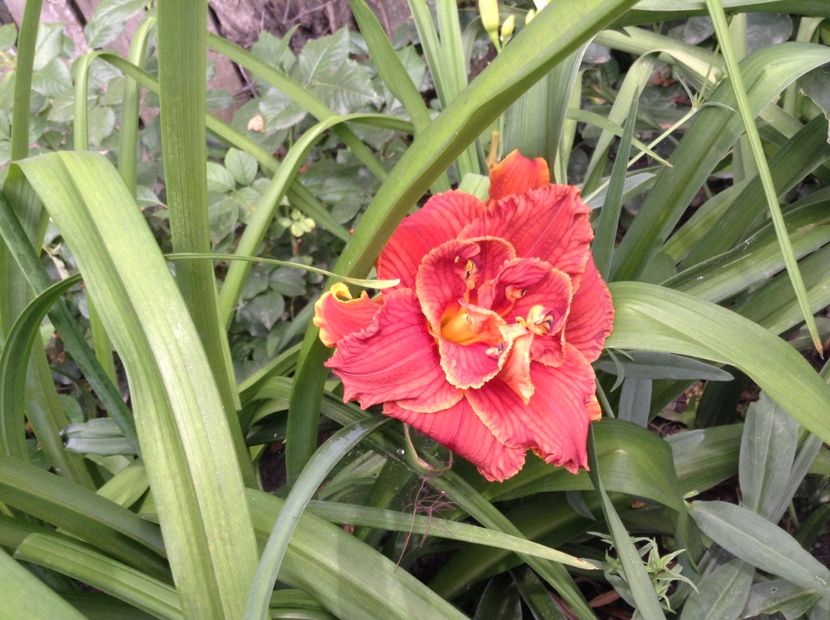 Paprika flame - Hemerocallis 2018