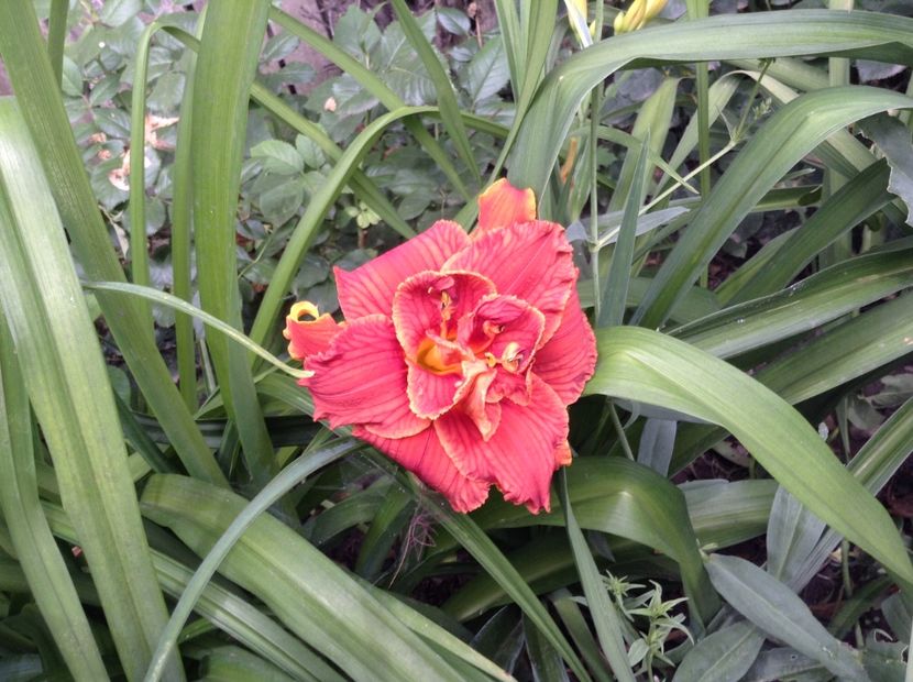 image - Hemerocallis 2018