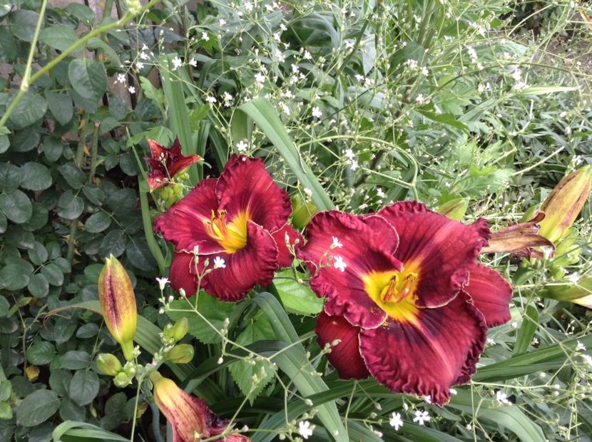 Berrylicious - Hemerocallis 2018