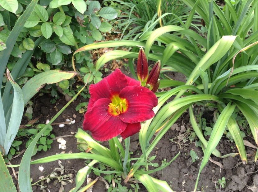 image - Hemerocallis 2018