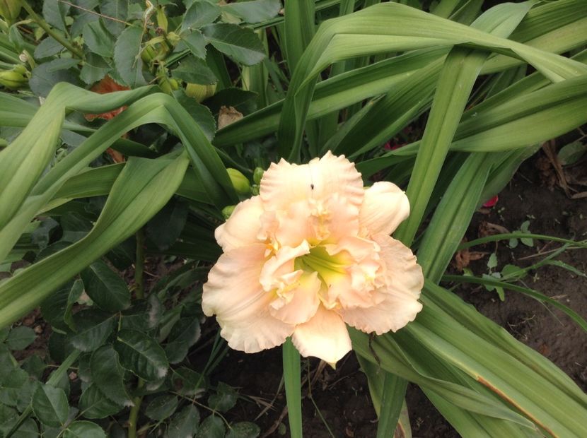 image - Hemerocallis 2018