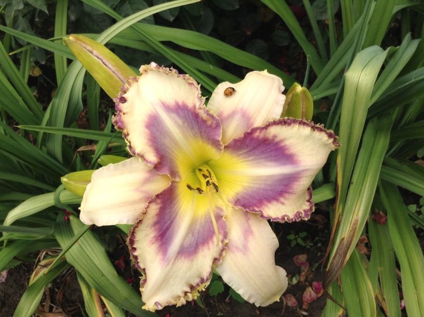 image - Hemerocallis 2018