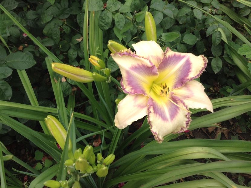 image - Hemerocallis 2018
