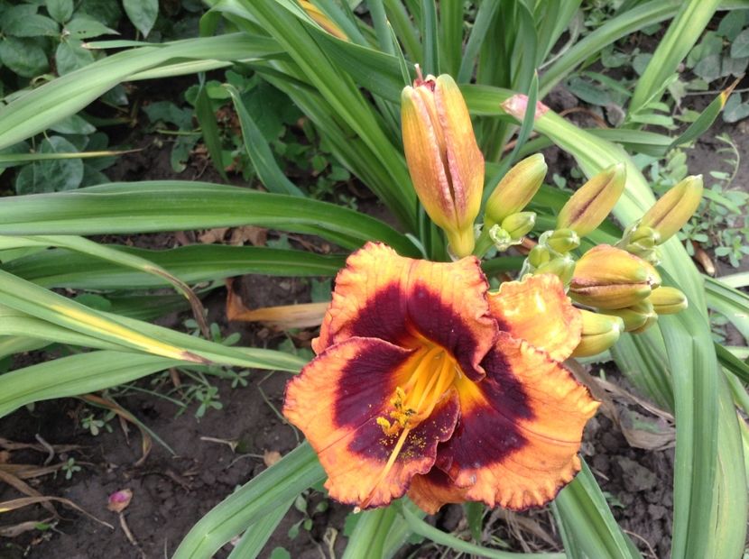 image - Hemerocallis 2018