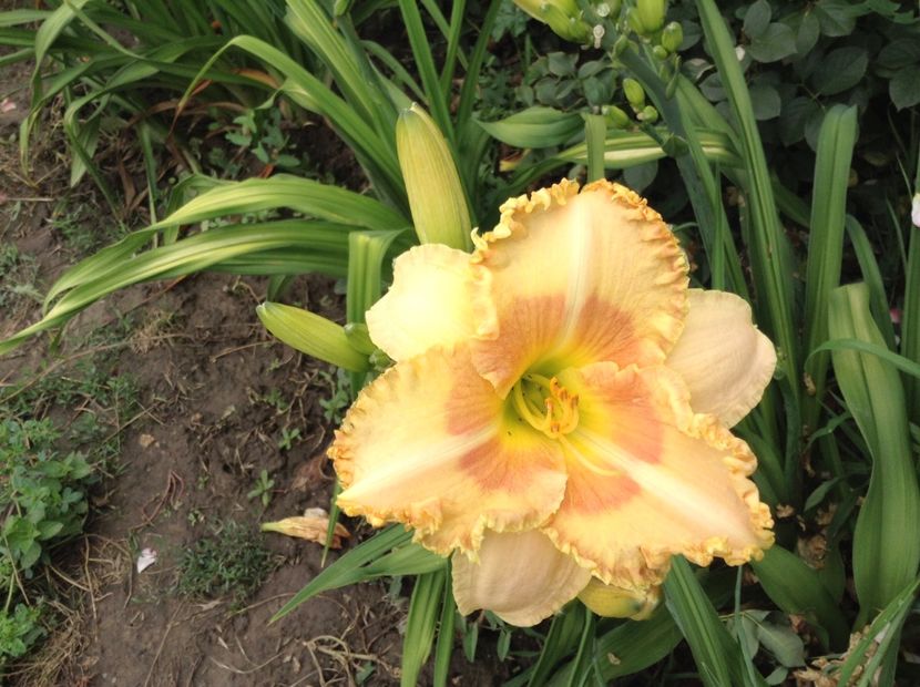 image - Hemerocallis 2018