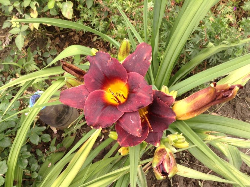 Wodoo dancer - Hemerocallis 2018