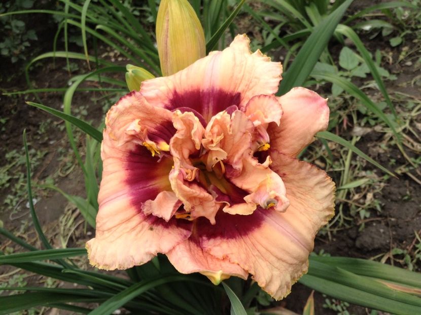 Exploded pumpkin - Hemerocallis 2018