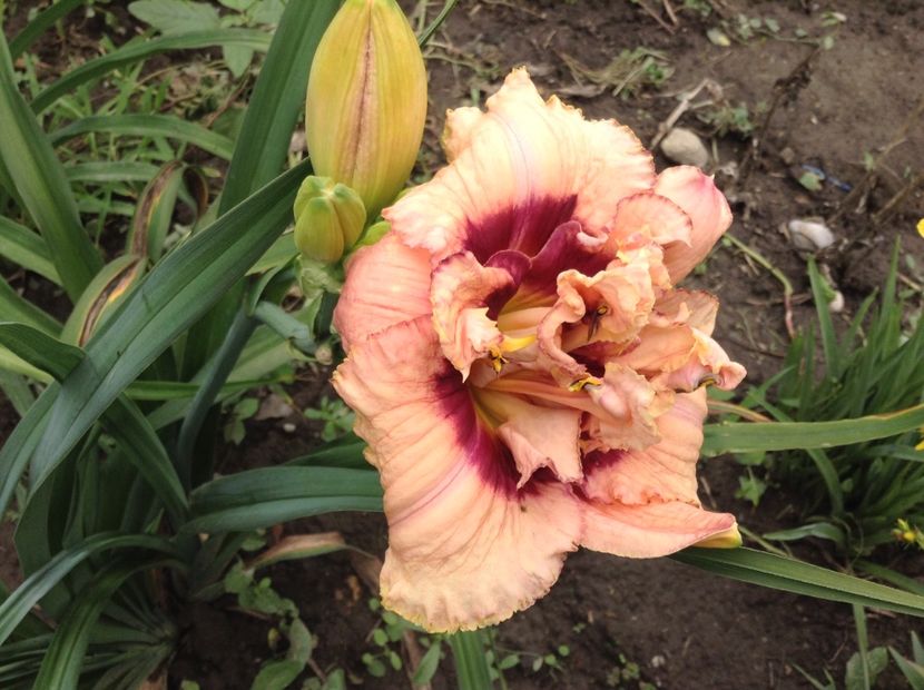 image - Hemerocallis 2018