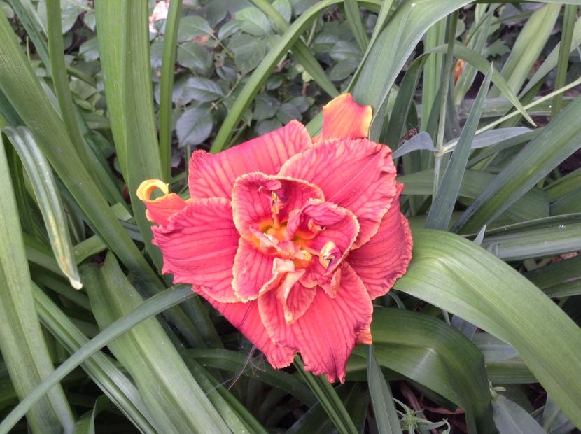 Paprika flame - Hemerocallis 2018