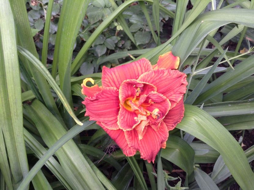 image - Hemerocallis 2018
