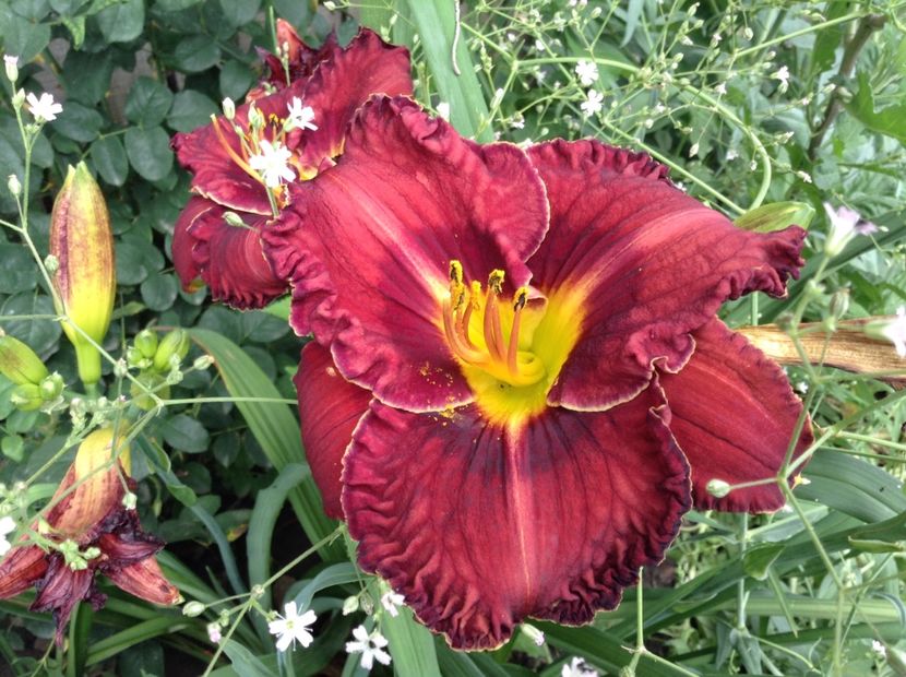 Berrylicious - Hemerocallis 2018