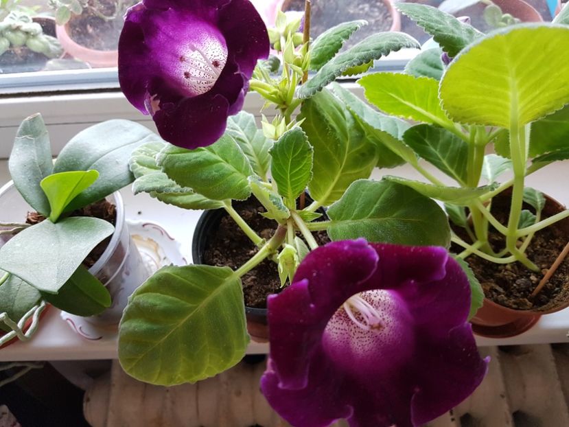 17.06 - Gloxini 2012-2025