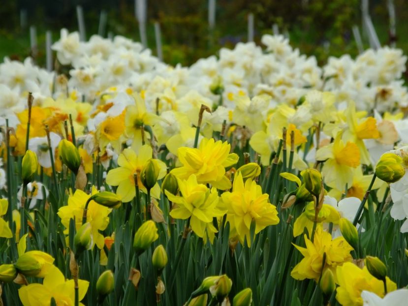 16.04.2018 - 2018_03_Narcise_II