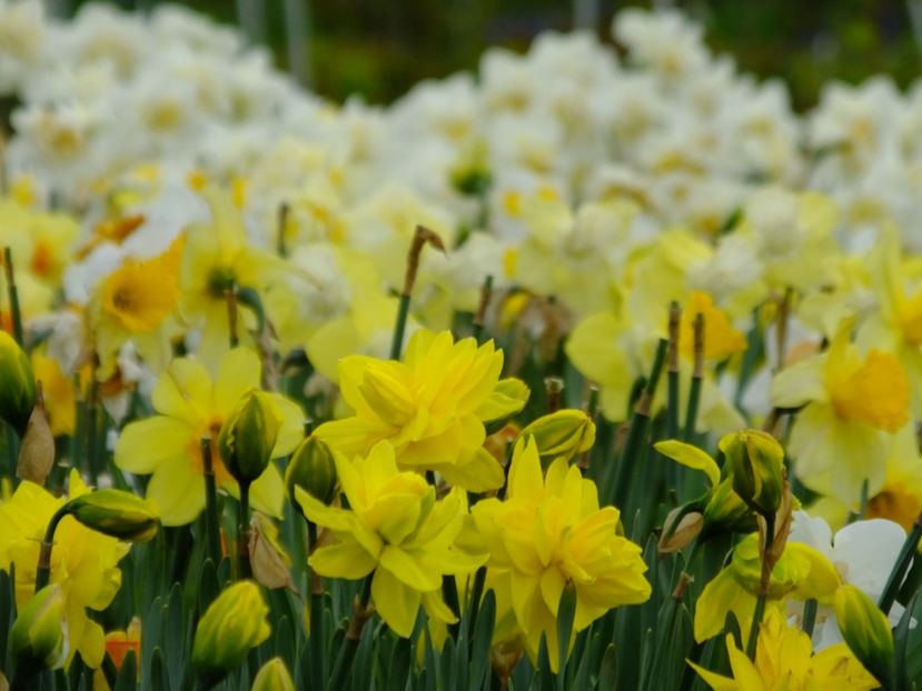  - 2018_03_Narcise_II