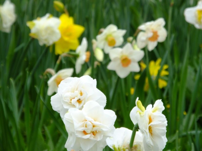  - 2018_03_Narcise_II