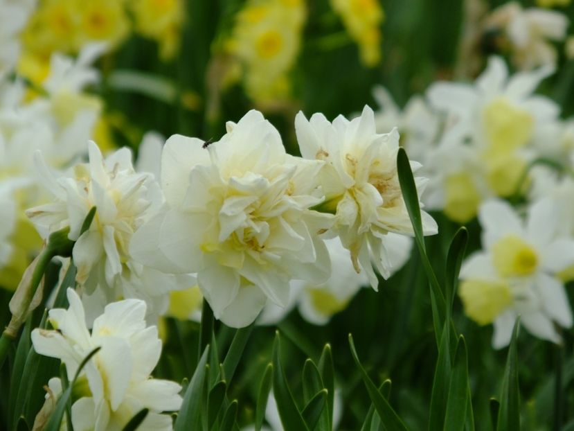  - 2018_03_Narcise_II