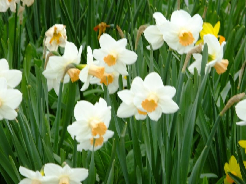  - 2018_03_Narcise_II