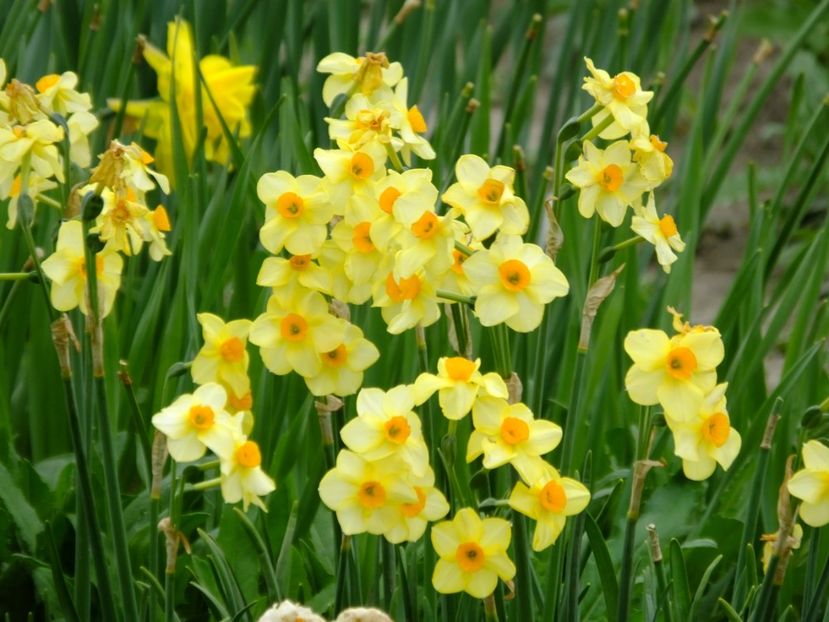  - 2018_03_Narcise_II