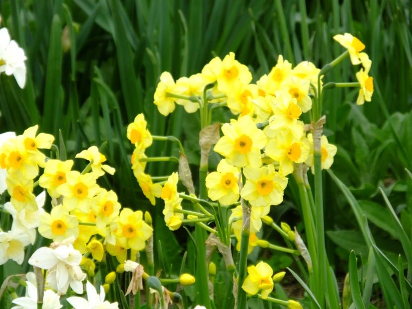  - 2018_03_Narcise_II