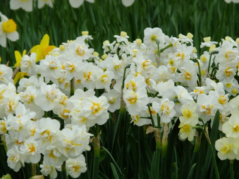  - 2018_03_Narcise_II